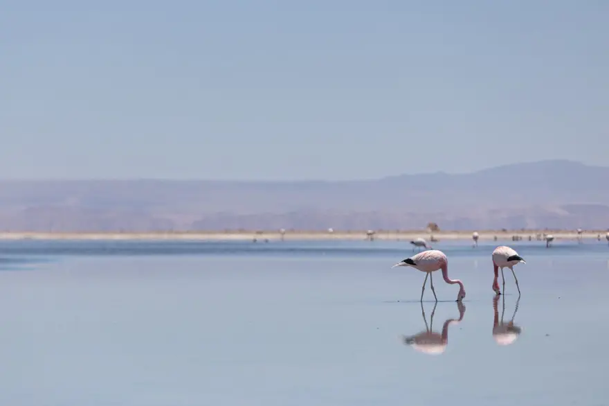 İnsan faaliyetlerinin son kurbanları: Sayıları hızla azalıyor 22 İnsan faaliyetlerinin son kurbanları: Sayıları hızla azalıyor 22