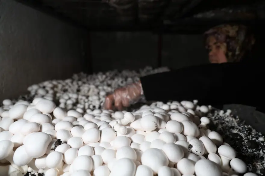 Hobisi ekmek teknesi oldu şimdi siparişe yetişemiyor: 75 metrekarelik odasında yetiştiriyor 4