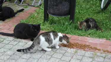 Covid-19 etkisi: Evcil hayvan sayısı arttı, İngiltere’de mama kalmadı