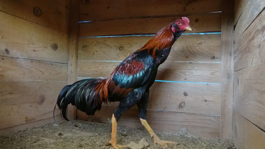 ÜLKE ŞAMPİYONUNA 55 BİN TL 3