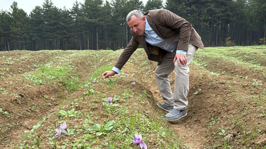 Dünyanın en pahalı baharatı... Karabük'te hasat başladı: Kilosu 600 bin lira 2