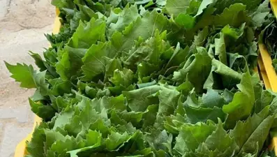 Bayram sonrası yaprak mesaisi başladı