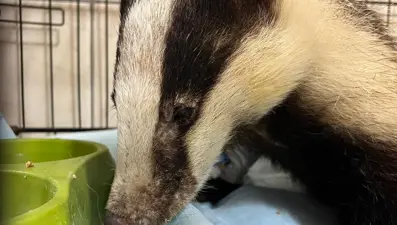 Evin bahçesinde bulunan porsuk tedavi altına alındı