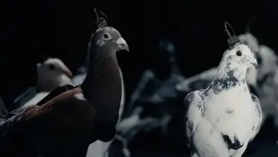 Rusya, casusluk için uzaktan uçuş kontrollü biyo-drone güvercinler üretti.