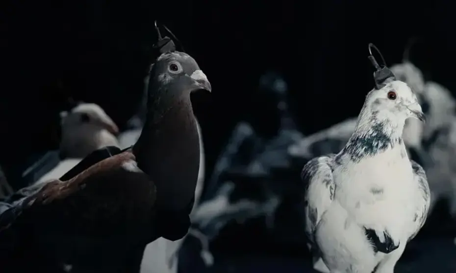 Rusya, casusluk için uzaktan uçuş kontrollü biyo-drone güvercinler üretti.