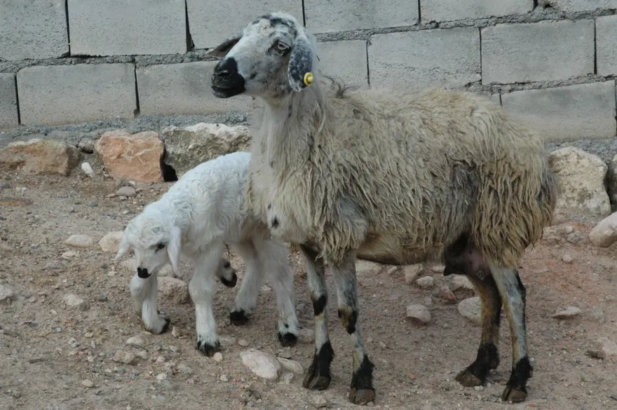 Diyarbakır'da 6 ayaklı doğan kuzu görenleri şaşırtıyor 9 Diyarbakır'da 6 ayaklı doğan kuzu görenleri şaşırtıyor 9