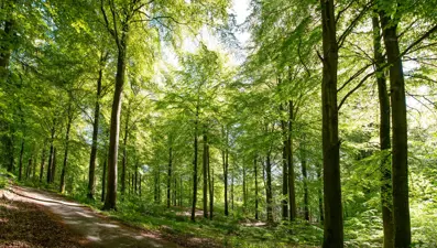 Muğla'da ormanlık alanda 74 düzensiz göçmen yakalandı