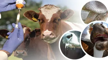 "Çankırı'da aşı çalışmalarımız yüzde 80 oranında bitmek üzere"