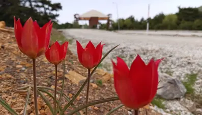 Türkiye'de yaklaşık 20 türü bulunuyor: Koparana 557 bin lira ceza