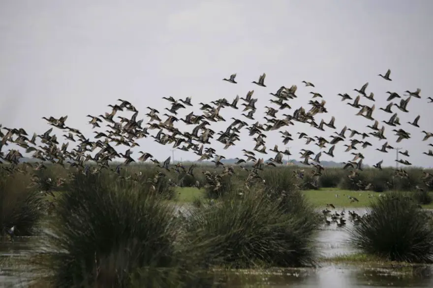 Kızılırmak Deltası'nda bahar hareketliliği (Samsun gezilecek yerler) | NTV  Haber
