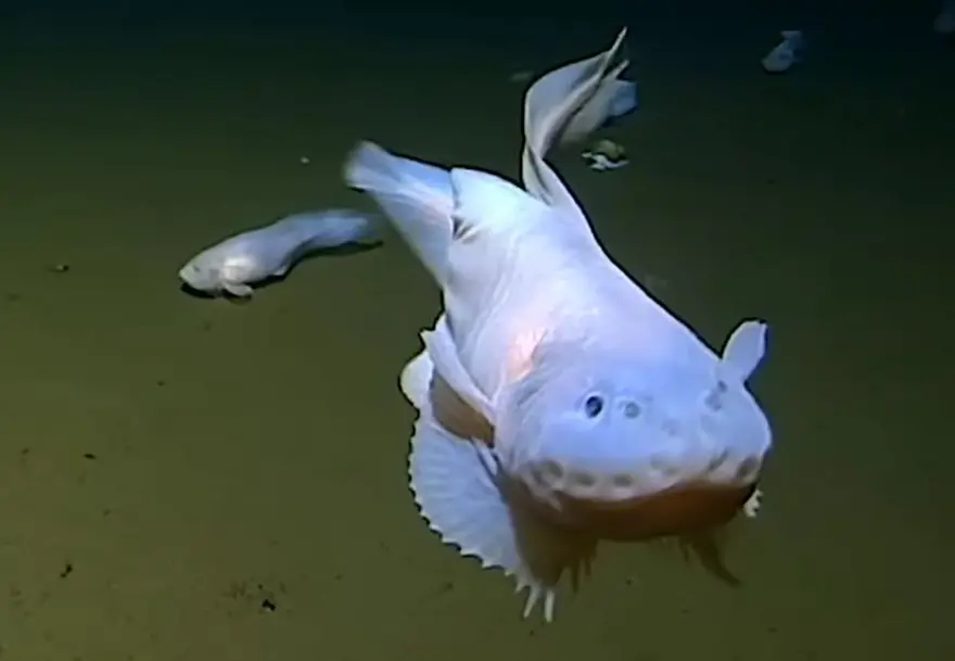 Okyanusun en derin noktasında yaşayabilen bir balık keşfedildi 1