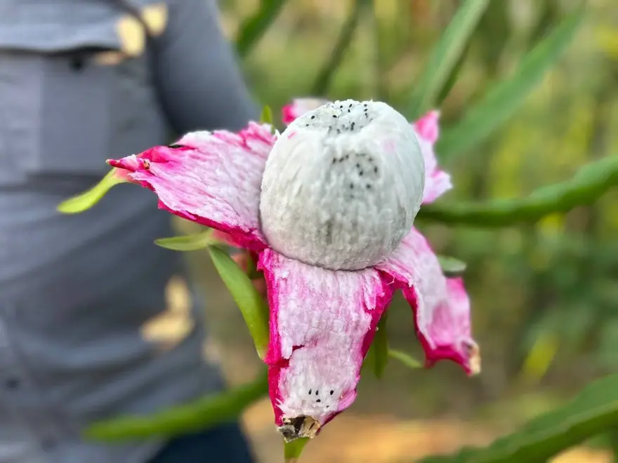 Hasat başladı, kilosu 180 TL'den alıcı buluyor... Bakımı domates, biber gibi 3 Hasat başladı, kilosu 180 TL'den alıcı buluyor... Bakımı domates, biber gibi 3