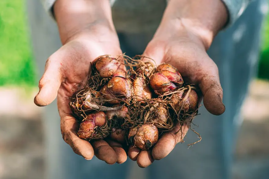 Gıda uzmanı herkesin yaptığı hatayı açıkladı: Asla buzdolabında saklamayın 1