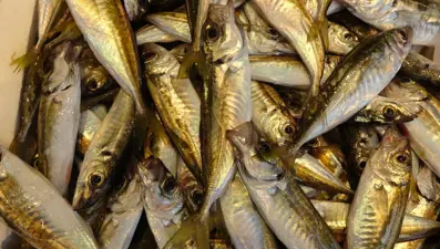 Balıkçılar sezona istavritle başladı, palamut avı beklentileri karşılamadı