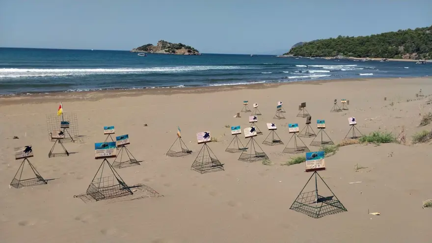 İztuzu'nda caretta caretta yuvası sayısı 700'e ulaştı 6