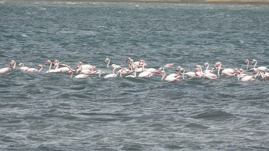 Flamingoların uğrak noktasında adacıklar oluştu 3