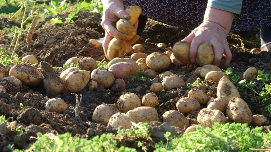 Nisan ve mayıs aylarında ekilmişti: Bu yıl az verim aldılar 3 Nisan ve mayıs aylarında ekilmişti: Bu yıl az verim aldılar 3