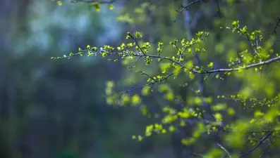 21 Mart Ekinoksu nedir? (21 Mart İlkbahar Ekinoksu hakkında bilmeniz gerekenler)