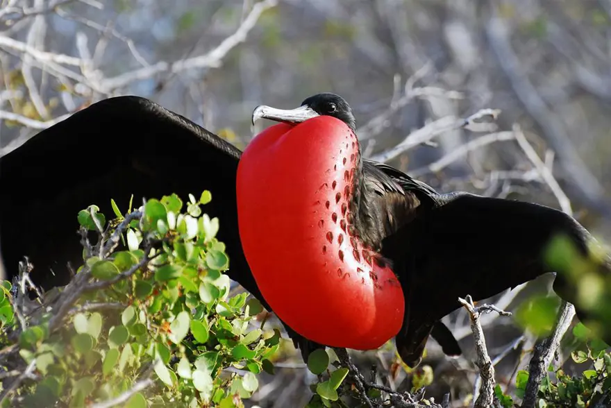 Darwin'in adasından kaçıyorlar 8