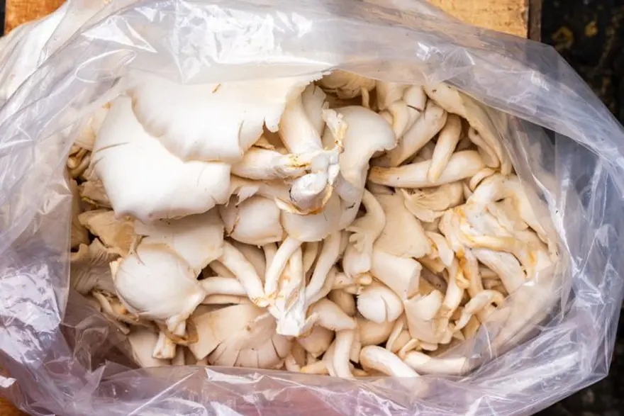 Yol kenarından topladılar şimdi tezgahta: Bir kilosu 600 lira 1