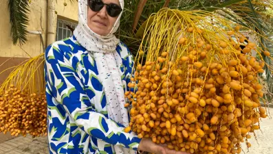 Manisa'da meyve veren hurma ağacı görenleri hayrete düşürdü