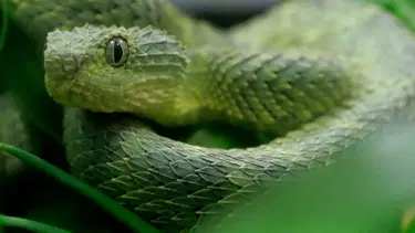 Oyuncak trende zehirli yılan dehşeti