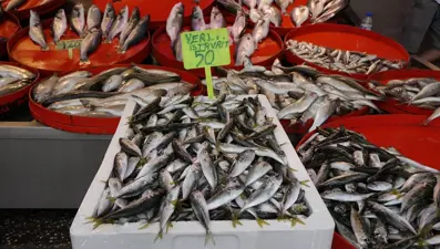 Karadeniz'de istavrit bolluğu: Fiyatı yarıya düştü