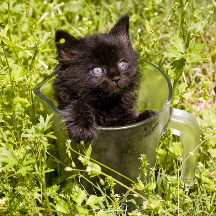 Hayatını kedileri kurtarmaya adadı 18