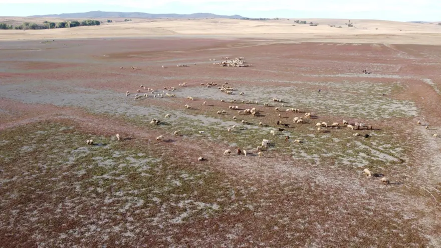 Kuraklığın vahim tablosu: Toprak çatladı, hayvanlar otlatılıyor 1