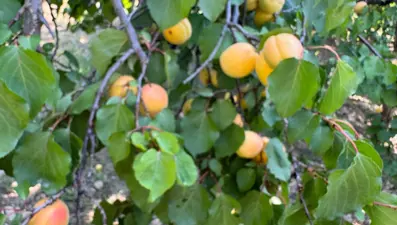 Dünyanın kayısı başkenti olarak biliniyor! Yeni dönem hasadı başladı
