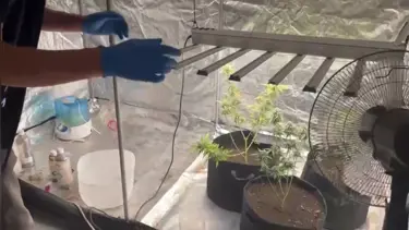 Malatya'da kilolarca kenevir ele geçirildi