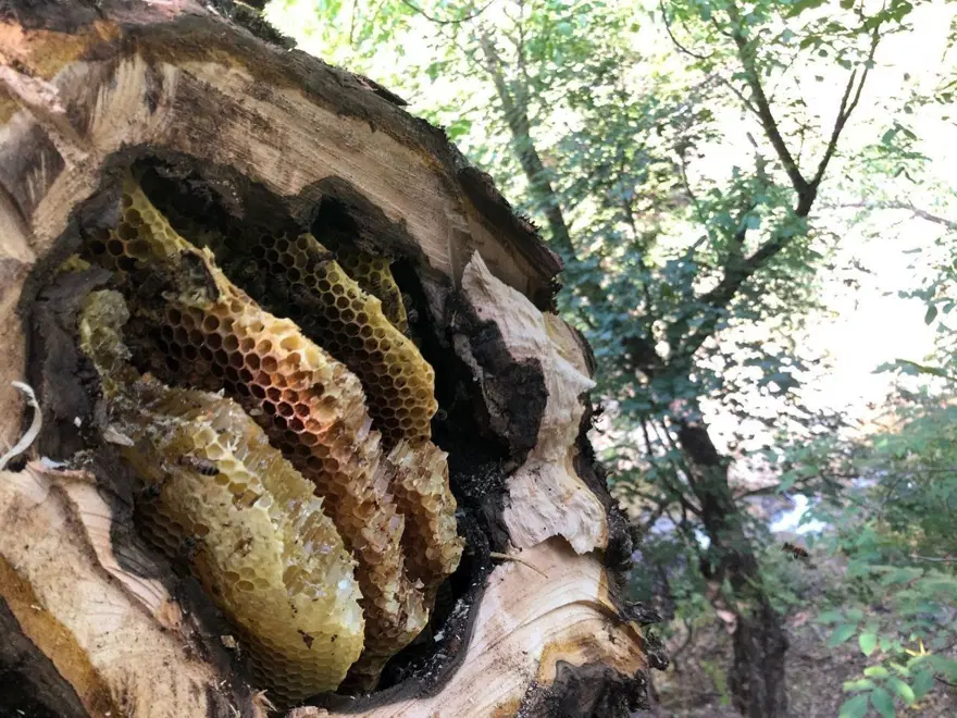 "Dünyanın en tatlı işi" Kilosu 3 bin liradan satılıyor 