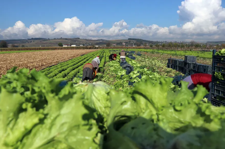 HALE GİDERKEN YÜZDE 24 ARTIYOR 4