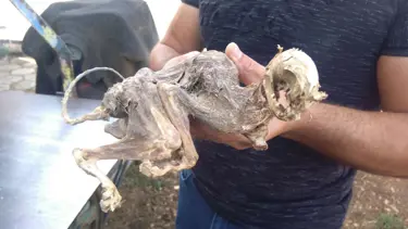 Ağaç gövdesinden çıkan hayvan iskeleti şaşırttı