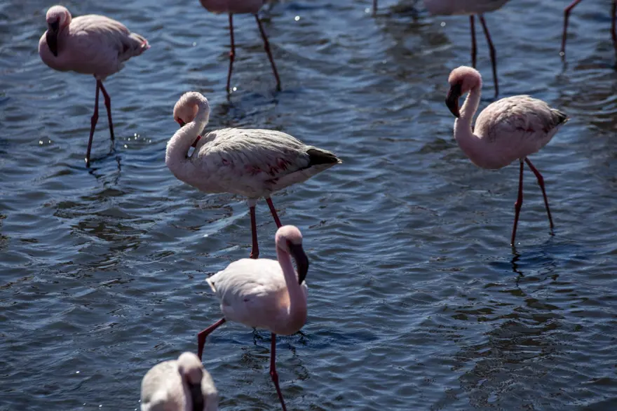 Afrika sahillerinde bir flamingo cenneti: Walvis Bay Lagünü 
