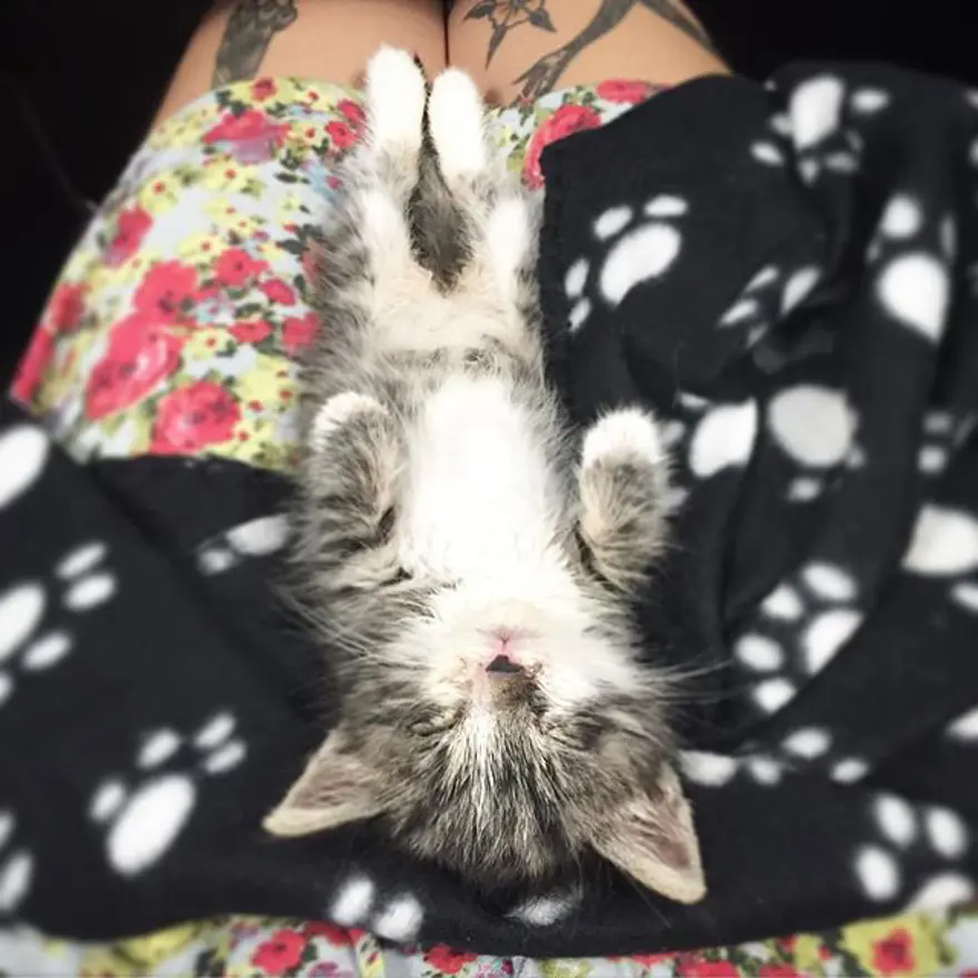 Hayatını kedileri kurtarmaya adadı 305