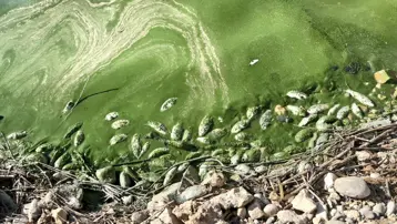 Tedirgin eden görüntü: Botan Çayı'nda toplu balık ölümleri