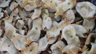 Sezona kilosu 250 lirayla başladı, 150 lirayla kapattı: Bu yıl üreticisinin yüzü güldü