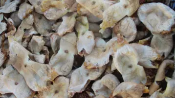 Sezona kilosu 250 lirayla başladı, 150 lirayla kapattı: Bu yıl üreticisinin yüzü güldü