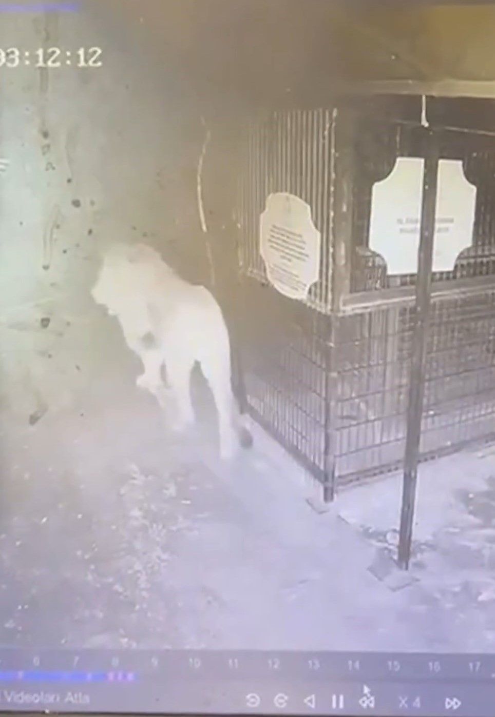 Aslan Zeus'un kaçtığı anlar kamerada