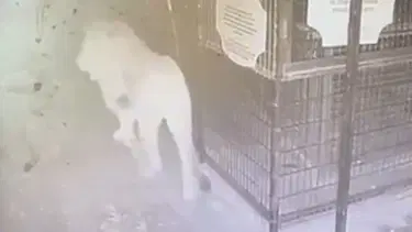 Aslan Zeus'un kaçtığı anlar kamerada