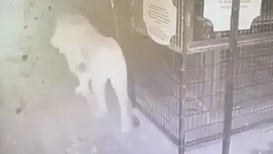 Aslan Zeus'un kaçtığı anlar kamerada