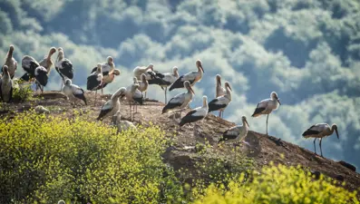 Kızılırmak Deltası'nda bir günde 137 kuş türü gözlendi