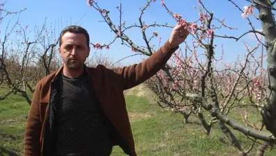 Çiçek açan ağaçları don vurdu