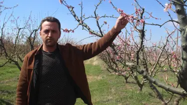 Çiçek açan ağaçları don vurdu