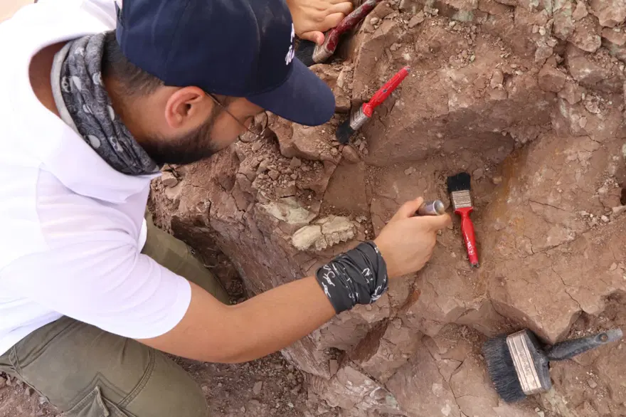 'Çankırı'nın Jurassic Park'ında kazılar başladı: 9 milyon yıl öncesine ait hayvan fosilleri bulundu 9