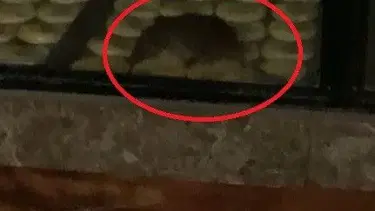 Vitrininde fare gezen fırına cezai işlem uygulandı