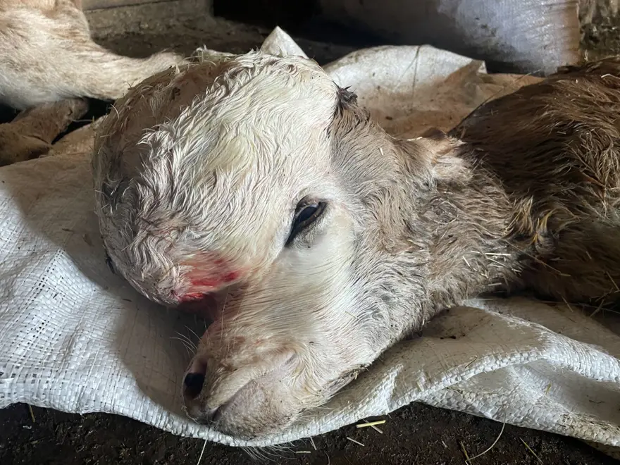 Anomalili doğan buzağı şaşkınlığa neden oldu: "İlk defa gördük" Anomalili doğan buzağı şaşkınlığa neden oldu: "İlk defa gördük"