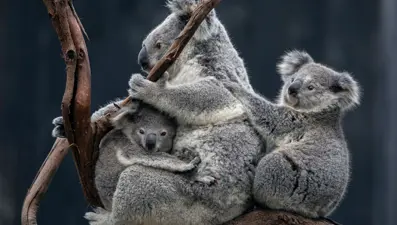 Dünyada ilk: Koalalar yok oluştan tek bir aşıyla kurtulacak