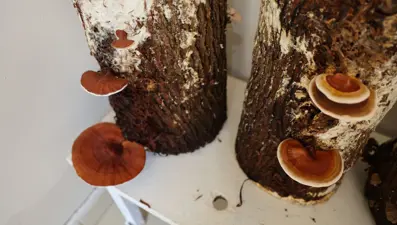 Kilogramı 15 bin TL'ye kadar çıkıyor: "Kırmızı Reishi" mantarı  ürettiler